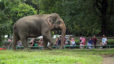 Taman Margasatwa Ragunan Batasi Pengunjung Saat Libur Natal dan Tahun Baru