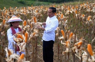 Ketahanan Stok Jagung Tak Lama, Pabrik Pakan Siasati Produksi