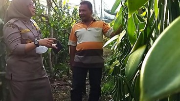 Kualitas Buah Vanili Asal Kabupaten Karo Diklaim Terbaik di Indonesia