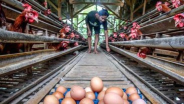 Nasib Emiten Unggas Kala Harga Telur Meroket dan Jagung Langka