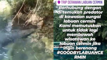 Buaya 4,7 Meter Ditemukan di Kawasan Wisata Labuan Cermin Berau