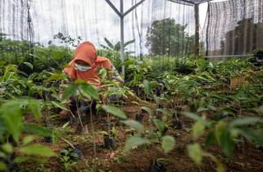 Yayasan Inisiatif Dagang Hijau dan APP Sinar Mas Laksanakan Restorasi Lanskap Sembilang