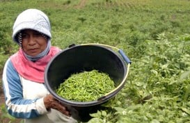 NTP Naik, Petani Jateng Mendulang Untung