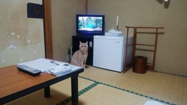 Unik, Penginapan Tradisional Jepang Ini Sediakan Kucing untuk Temani para Tamu