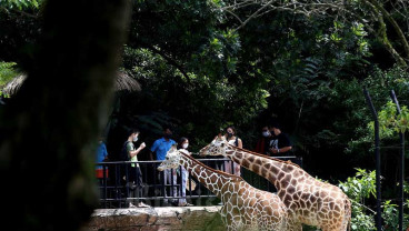Awal Tahun, Kunjungan Wisatawan ke Kebun Binatang Bandung Mening Hingga 50 Persen