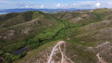 NTB Targetkan Penanaman 15.000 Hektare Kayu Putih untuk Industrialisasi