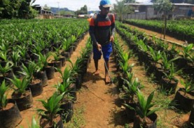 Sepanjang 2021, Replanting Kelapa Sawit di Sumbar…