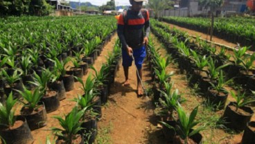 Sepanjang 2021, Replanting Kelapa Sawit di Sumbar Ngadat