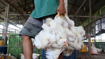 Kurangnya Pasokan, Harga Ayam Potong di Padang Alami Kenaikan