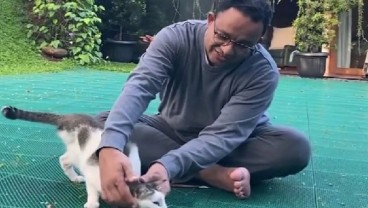 Anies Perkenalkan Lego, Kucing Berkaki Tiga Kesayangan Keluarganya