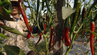 Harga Cabai Merah di Tingkat Petani Murah, Begini Solusi Pemprov Sumatra Utara