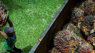 Peluang Astra Agro AALI Kembali Mengail Tuah Harga CPO