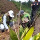 PTPN V Lakukan Reboisasi Hutan Lindung Bukit Suligi Rokan Hulu 