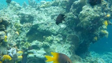 11 Tempat Snorkeling Terbaik di Asia Tenggara, 4 Diantaranya di Indonesia