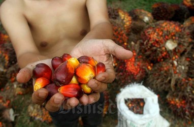 Naik Lagi, Sawit Riau Kini Dijual Rp3.411,31 per Kg