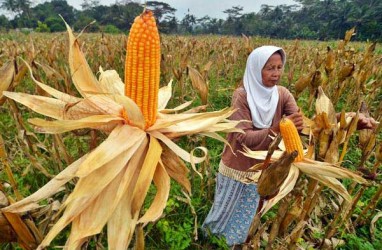 Sumbar Targetkan Produksi Jagung Tahun Ini Surplus 