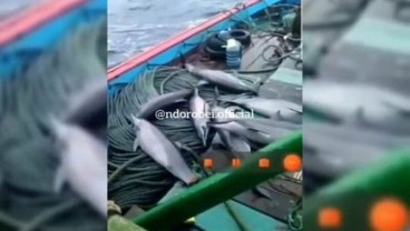 Viral Lumba-lumba di Kapal Nelayan Pacitan, Ini Ancaman bagi Pelaku