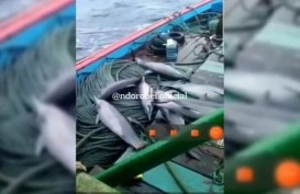 Viral Lumba-lumba di Kapal Nelayan Pacitan, Ini Ancaman bagi Pelaku