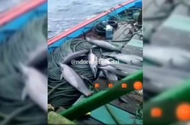 Viral Lumba-lumba di Kapal Nelayan Pacitan, Ini Ancaman…