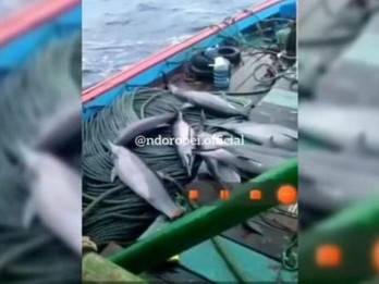 Viral Lumba-lumba di Kapal Nelayan Pacitan, Ini Ancaman bagi Pelaku