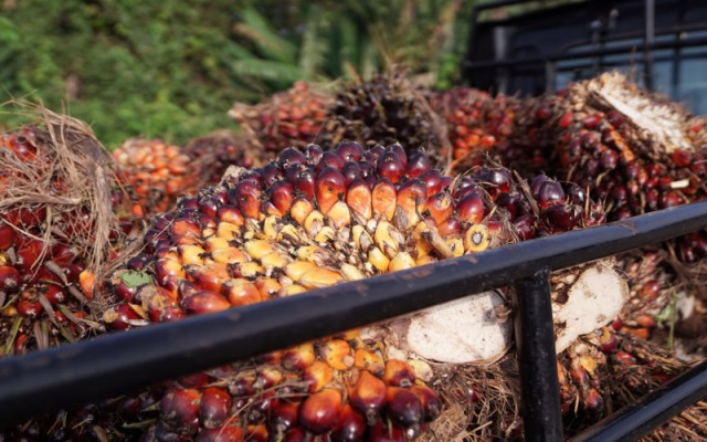 Cuan Emiten Kebun Grup Salim, Sinarmas, Lo Kheng Hong, Minyak Goreng Pantik Kinerja?