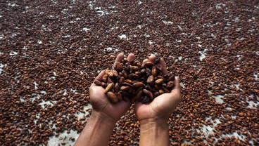 Diserang Hama, Harga Kakao di Tingkat Petani Alami Penurunan