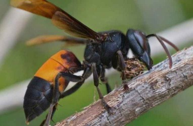Mengenal Tawon Vespa, Serangga yang Buat Sopir Angkot di Kalimantan Meninggal
