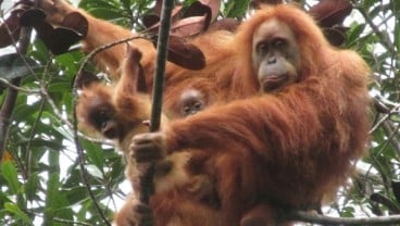 Wah! Bayi Orangutan Lahir di Suaka Margasatwa Lamandau