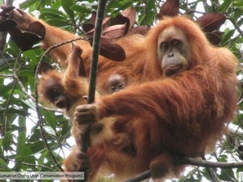 Wah! Bayi Orangutan Lahir di Suaka Margasatwa Lamandau