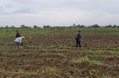 Harga Pupuk Nonsubsidi Melambung, Petani: Kalau Cabai Mahal Pemerintah Jangan Banyak Omong