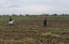 Harga Pupuk Nonsubsidi Melambung, Petani: Kalau Cabai Mahal Pemerintah Jangan Banyak Omong