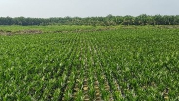 Bibit Unggul Sawit PTPN V Terjual Habis ke Petani