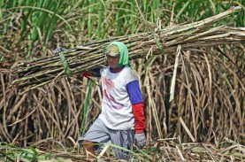 Pemerintah Impor Gula 4,37 Juta Ton, Petani Tebu Khawatir…
