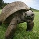 Ini Dia Jonathan, Kura-kura Tertua di Dunia yang Baru Berulang Tahun ke 190