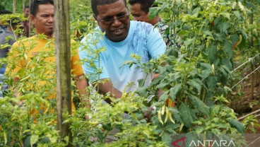 Kampung Pertanian Suneri jadi Agromina Wisata