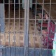Manusia Dikerangkeng di Rumah Bupati Langkat, Kapolda Sumut: Itu Tempat Rehabilitasi