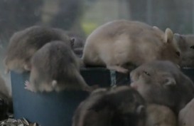 Seekor Hamster Positif Covid-19, Hong Kong Musnahkan 2.200 Hamster