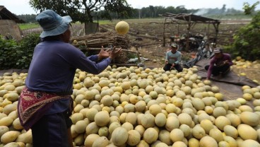 Banyuwangi Bakal Kembangkan Lahan Pertanian Organik 500 Ha