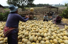 Banyuwangi Bakal Kembangkan Lahan Pertanian Organik 500 Ha