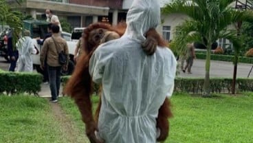 Aparat Diminta Usut Asal-usul Orangutan di Rumah Bupati Langkat Nonaktif