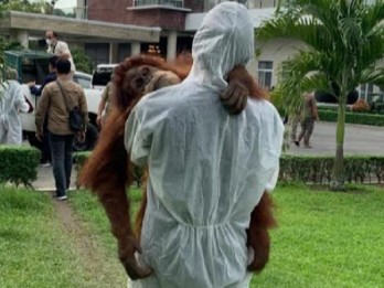 Aparat Diminta Usut Asal-usul Orangutan di Rumah Bupati Langkat Nonaktif