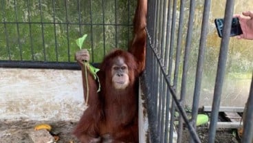 Kondisi Orangutan di Rumah Bupati Langkat Nonaktif Alami Infeksi Gusi