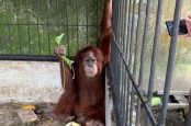 Kondisi Orangutan di Rumah Bupati Langkat Nonaktif Alami Infeksi Gusi