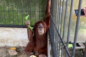 Kondisi Orangutan di Rumah Bupati Langkat Nonaktif…