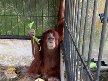 Kondisi Orangutan di Rumah Bupati Langkat Nonaktif Alami Infeksi Gusi