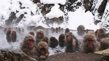 Sensasi Berendam Air Panas Bersama Monyet di Jigokudani Monkey Park