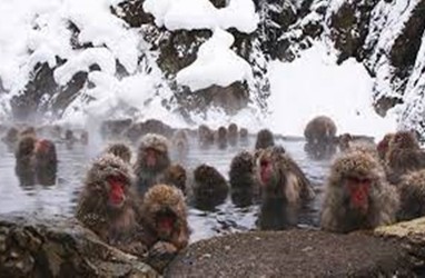 Sensasi Berendam Air Panas Bersama Monyet di Jigokudani Monkey Park