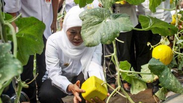 Sektor Hortikultura Jatim Semakin Bergeliat 