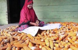 Sumbar Butuh Jagung 14.000 Ton Per Bulan