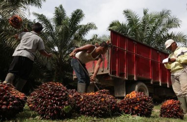 Apkasindo Minta Pemprov Riau Tindak Spekulan Harga Sawit